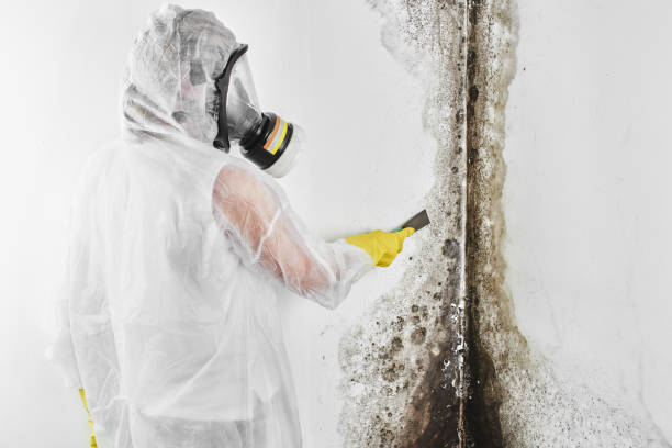 Reliable Calera, OK Mold Remediation Solutions
