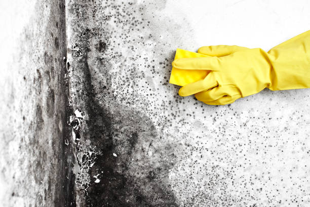 Best Basement Mold Remediation in Calera, OK