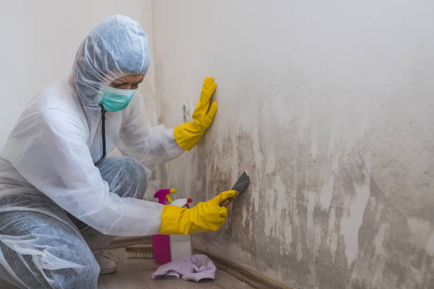 Best Residential Mold Remediation in Calera, OK