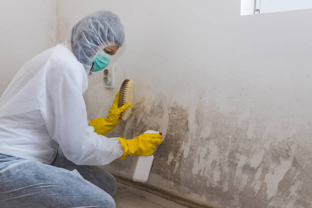 Best Mold Testing and Inspection Services in Calera, OK
