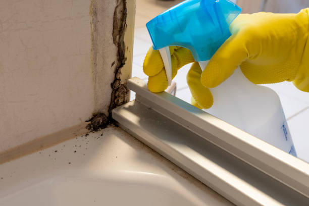Best Emergency Mold Remediation in Calera, OK