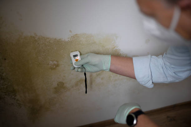 Best Basement Mold Remediation in Calera, OK