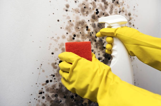 Best DIY Mold Remediation Support Services in Calera, OK