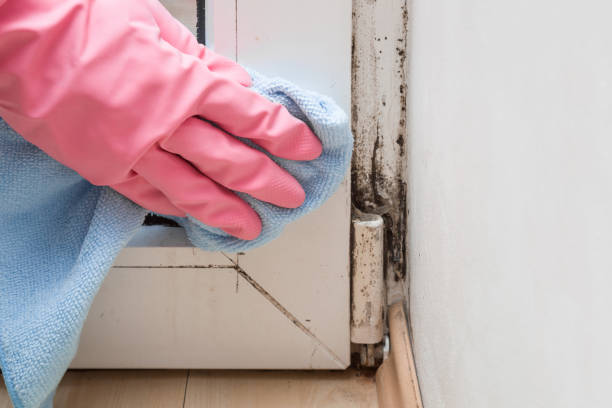 Best HVAC Mold Remediation in Calera, OK