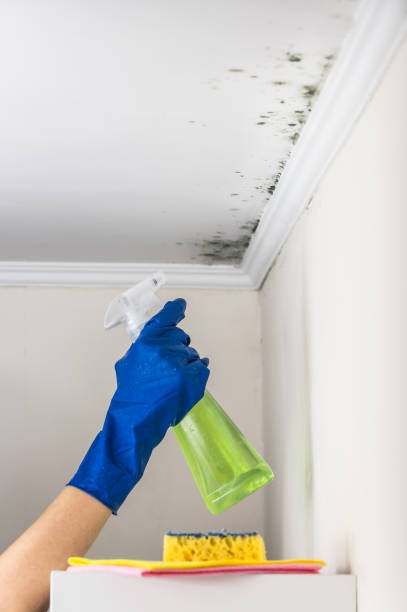 Best Mold Testing and Inspection Services in Calera, OK
