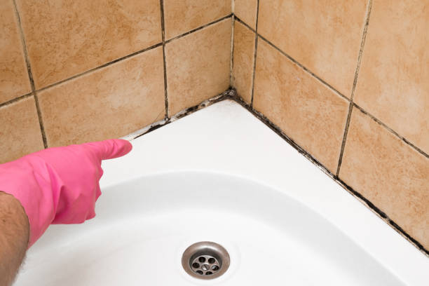 Best White Mold Remediation in Calera, OK